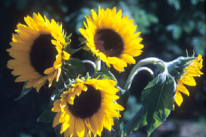 sunflowers